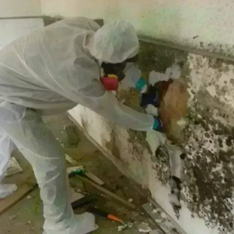 Mold Remediation and Removal in Haskell, TX